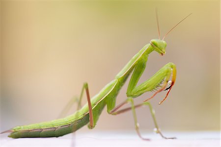 entomología - Praying mantis, close-up Foto de stock - Sin royalties Premium, Código: 633-08150752