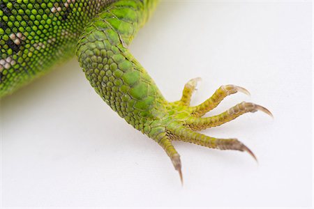 Close-up of green lizard's claws Stock Photo - Premium Royalty-Free, Code: 633-08150795