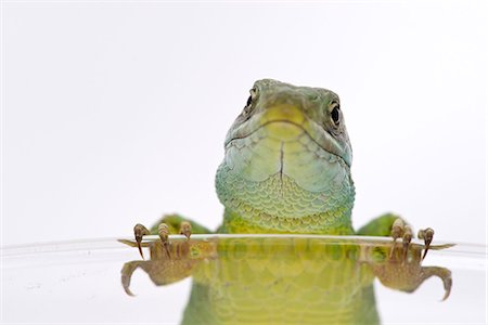 Green lizard looking at camera Photographie de stock - Premium Libres de Droits, Code: 633-08150790