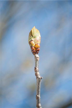 simsearch:633-06322310,k - Leaf bud Photographie de stock - Premium Libres de Droits, Code: 633-08150863