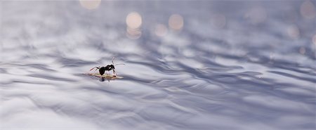 simsearch:614-07194715,k - Ant floating on surface of water Photographie de stock - Premium Libres de Droits, Code: 633-08150887