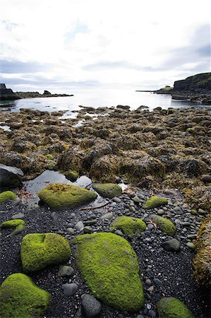 simsearch:632-06029662,k - Moss growing on rocky beach, Hellnar, Iceland Stock Photo - Premium Royalty-Free, Code: 633-08150957