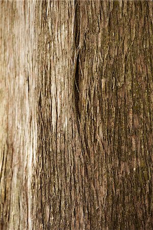 Cedar tree trunk, close-up Photographie de stock - Premium Libres de Droits, Code: 633-08150984
