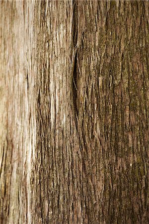 fond - Cedar tree trunk, close-up Photographie de stock - Premium Libres de Droits, Code: 633-08150984