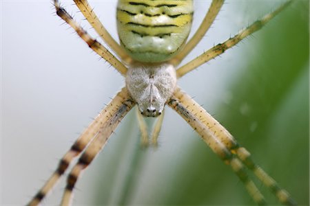 simsearch:633-08639045,k - Banded argiope spider (Argiope trifasciata), close-up Stock Photo - Premium Royalty-Free, Code: 633-08150998