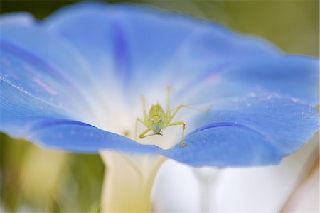 entomology - Grasshopper on morning glory flower Foto de stock - Sin royalties Premium, Código: 633-08150999