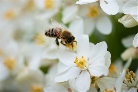 Bee gathering pollen on white flowers Photographie de stock - Premium Libres de Droits, Code: 633-08151045