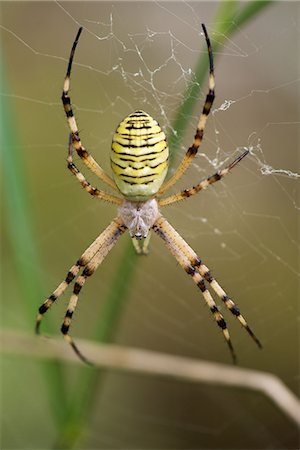 simsearch:633-08639045,k - Banded argiope spider (Argiope trifasciata) Stock Photo - Premium Royalty-Free, Code: 633-08151048