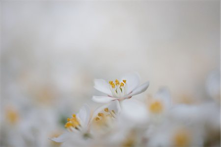 pistil - Delicate white flowers Stock Photo - Premium Royalty-Free, Code: 633-08151041