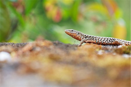 reptil - Skink, side view Foto de stock - Sin royalties Premium, Código: 633-08151043