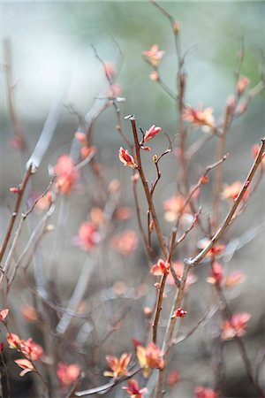 simsearch:633-06322310,k - Flowers budding on branches Photographie de stock - Premium Libres de Droits, Code: 633-08151066