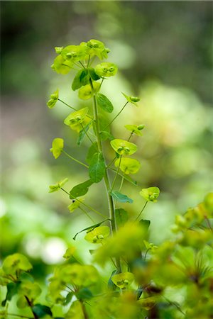 euphorbia - Euphorbia Photographie de stock - Premium Libres de Droits, Code: 633-08151082