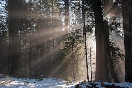 Sunlight shining through forest, Sequoia National Park, California, USA Photographie de stock - Premium Libres de Droits, Code: 633-08482028