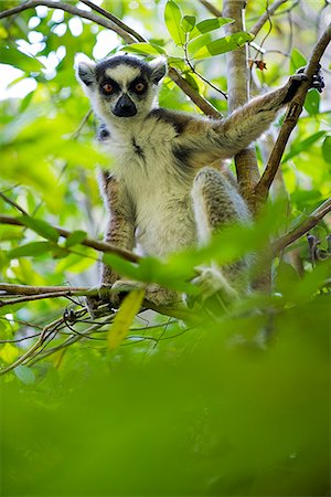 primate - Ring-tailed lemur sitting in tree Photographie de stock - Premium Libres de Droits, Code: 633-08482067