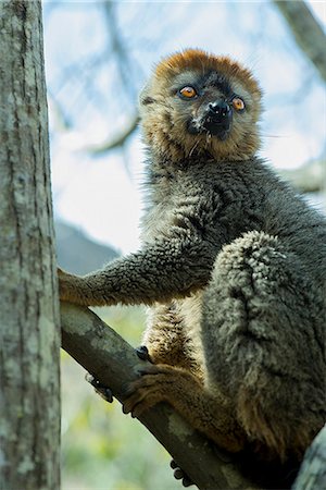 simsearch:6119-09156515,k - Lemur on tree branch Photographie de stock - Premium Libres de Droits, Code: 633-08482069