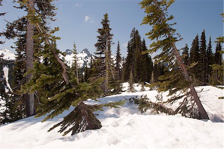 rainier national park - Evergreen trees leaning in deep snow, Mount Rainier National Park, Washington, USA Stockbilder - Premium RF Lizenzfrei, Bildnummer: 633-08482088