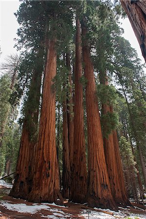 Giant redwood trees, Sequoia and Kings Canyon National Parks, California, USA Foto de stock - Sin royalties Premium, Código: 633-08482136