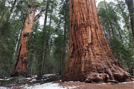 Giant sequoias, Sequoia and Kings Canyon National Parks, California, USA Photographie de stock - Premium Libres de Droits, Code: 633-08482137