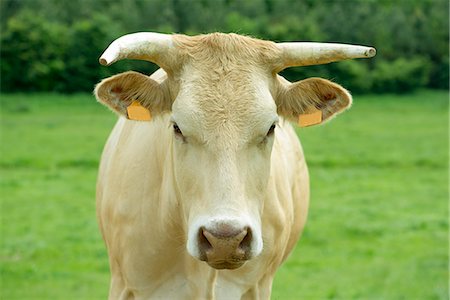 simsearch:633-06322655,k - Cow, close-up Stock Photo - Premium Royalty-Free, Code: 633-08482230