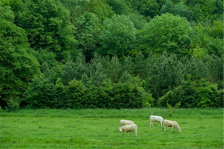 simsearch:649-07239641,k - Cows grazing in pasture Photographie de stock - Premium Libres de Droits, Code: 633-08482232