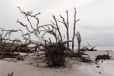 destruction - Dead, uprooted trees on beach, Jekyll Island, Georgia, USA Stock Photo - Premium Royalty-Free, Code: 633-08482248