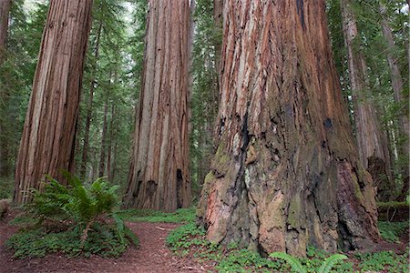 Giant redwood trees, Redwood National Park, California, USA Photographie de stock - Premium Libres de Droits, Code: 633-08482327