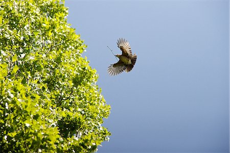 simsearch:633-08639045,k - Bird flying with twig in its mouth Stock Photo - Premium Royalty-Free, Code: 633-08482339