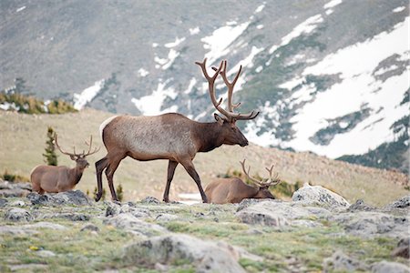 small group of animals - Elk bulls, Rocky Mountain National Park, Colorado, USA Stock Photo - Premium Royalty-Free, Code: 633-08638985