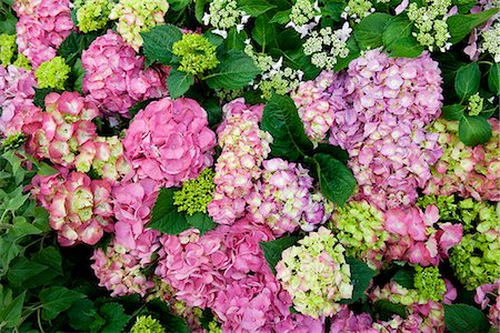 simsearch:633-06322693,k - Pink hydrangea Stock Photo - Premium Royalty-Free, Code: 633-08639023