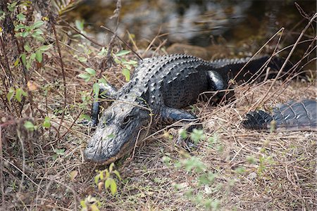 simsearch:400-05353068,k - Alligator in Everglades National Park, Florida, USA Stock Photo - Premium Royalty-Free, Code: 633-08639047