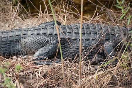 simsearch:633-08639045,k - View of alligator's mid section Stock Photo - Premium Royalty-Free, Code: 633-08639048