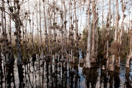 Cypress trees growing in Everglades National Park, Florida, USA Photographie de stock - Premium Libres de Droits, Code: 633-08639050