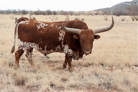 simsearch:632-06029634,k - Texas Longhorn bull Photographie de stock - Premium Libres de Droits, Code: 633-08726375