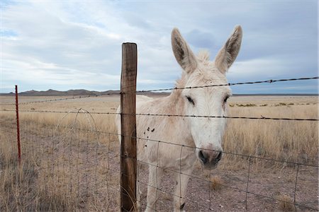 simsearch:632-06029634,k - White donkey in pasture Stockbilder - Premium RF Lizenzfrei, Bildnummer: 633-08726373