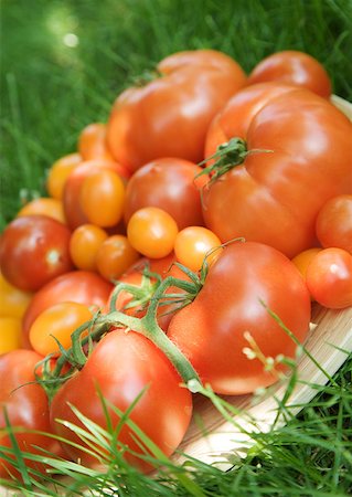 simsearch:633-01272776,k - Assortment of fresh tomatoes Foto de stock - Royalty Free Premium, Número: 633-01274090