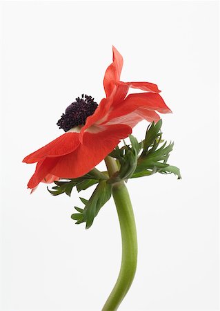 simsearch:633-01274985,k - Anemone Stock Photo - Premium Royalty-Free, Code: 633-01274115