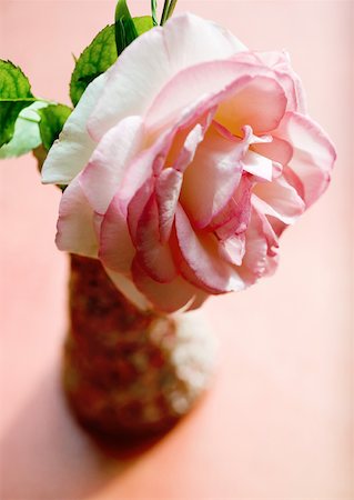 simsearch:633-01273619,k - Rose in der vase Stockbilder - Premium RF Lizenzfrei, Bildnummer: 633-01274174