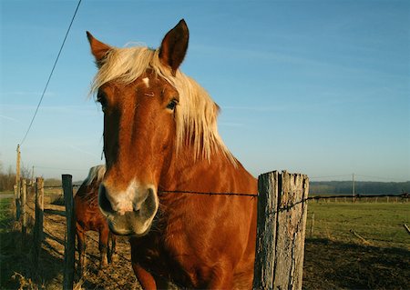 simsearch:633-01272720,k - Palomino horse, head over fence, looking at camera Stock Photo - Premium Royalty-Free, Code: 633-01274181