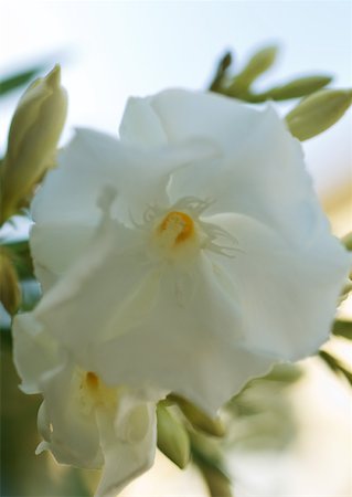 rose bay - Oleander Foto de stock - Royalty Free Premium, Número: 633-01274217
