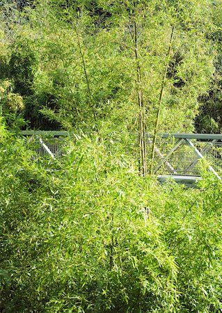 elevated walkways forest - Bridge through trees Stock Photo - Premium Royalty-Free, Code: 633-01274315