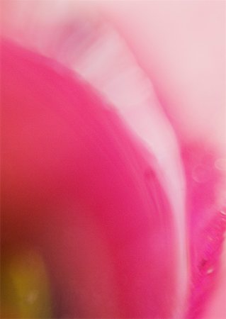 simsearch:696-03397574,k - Flower petal, extreme close-up Stock Photo - Premium Royalty-Free, Code: 633-01274317