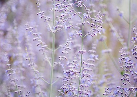 sage flower - Sage flowers Stock Photo - Premium Royalty-Free, Code: 633-01274322