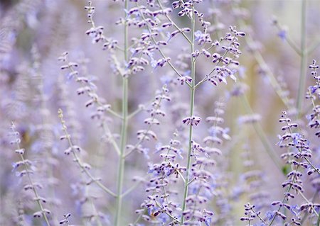 Fleurs de sauge Photographie de stock - Premium Libres de Droits, Code: 633-01274322