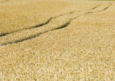 Tiretracks in wheatfield Stock Photo - Premium Royalty-Free, Code: 633-01274341