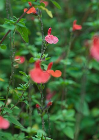 simsearch:633-01272262,k - Red salvia Stock Photo - Premium Royalty-Free, Code: 633-01274384