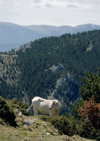 simsearch:633-01272720,k - Cow on mountainside Stock Photo - Premium Royalty-Free, Code: 633-01274396