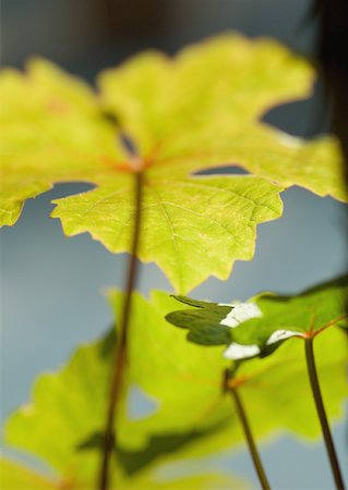 simsearch:633-02417456,k - Grape leaves Stock Photo - Premium Royalty-Free, Code: 633-01274508