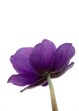 simsearch:633-01715115,k - Anemone flower, close-up Foto de stock - Sin royalties Premium, Código: 633-01274629