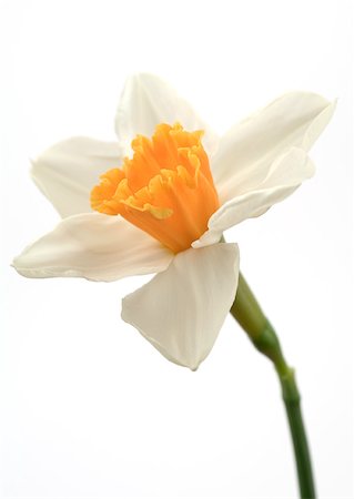 daffodil flower - Daffodil Stock Photo - Premium Royalty-Free, Code: 633-01274630