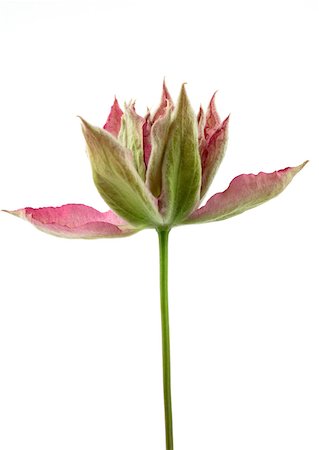 Clematis bloom Foto de stock - Sin royalties Premium, Código: 633-01274648